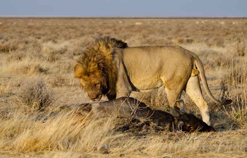 69 - Namibia - leones comiendo - parque nacional de Etosha